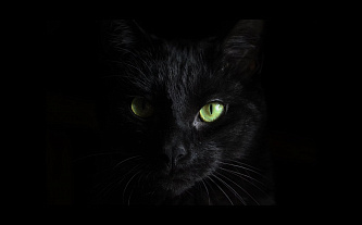 «Черная кошка» снова атакует – теперь в киберпространстве 